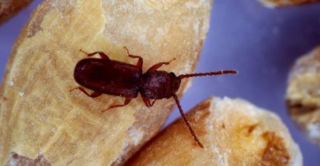infestanti-derrate-alimentari-formazione