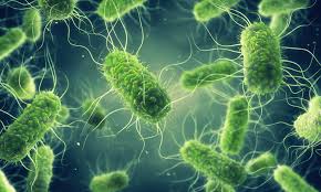 FOOD MICROBIOLOGY: SALMONELLA E ALTE PRESSIONI IDROSTATICHE